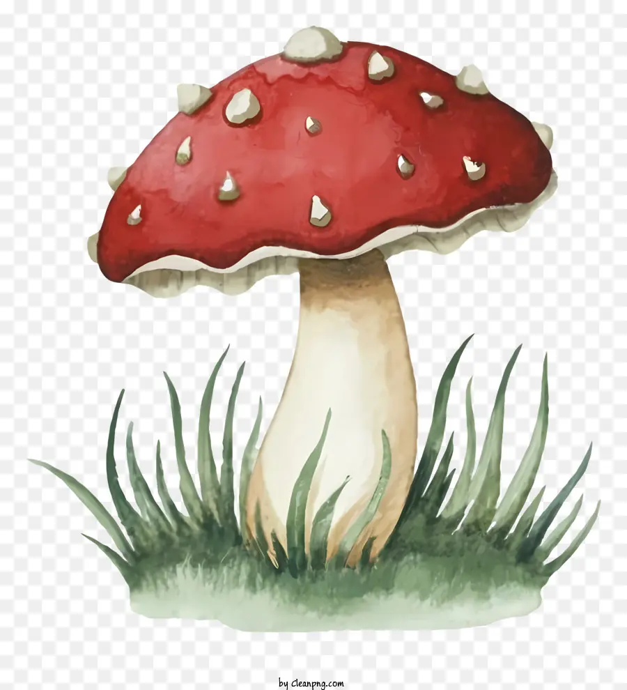 Cogumelo，Cogumelo Vermelho E Branco PNG