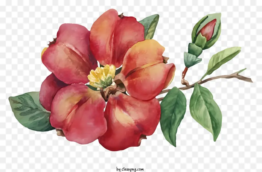 Pintura Em Aquarela，Arte Floral PNG