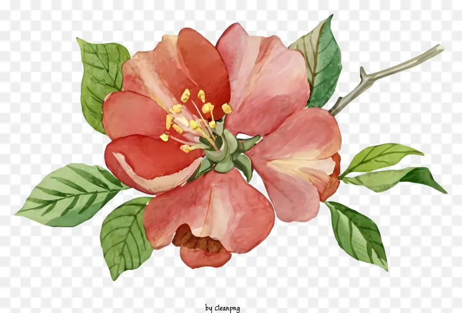 Flor De Maçã Rosa，Flor Rosa PNG