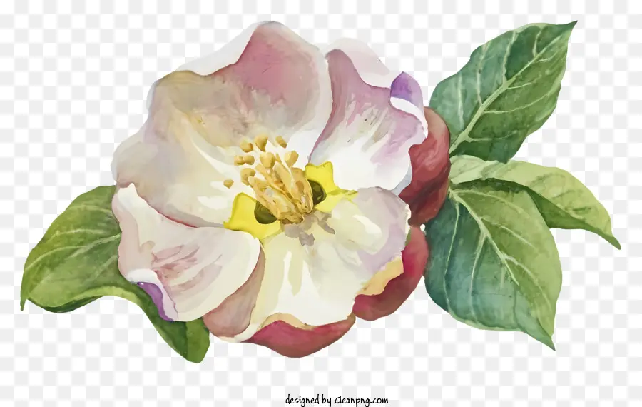 Apple Blossom，Flor Branca PNG
