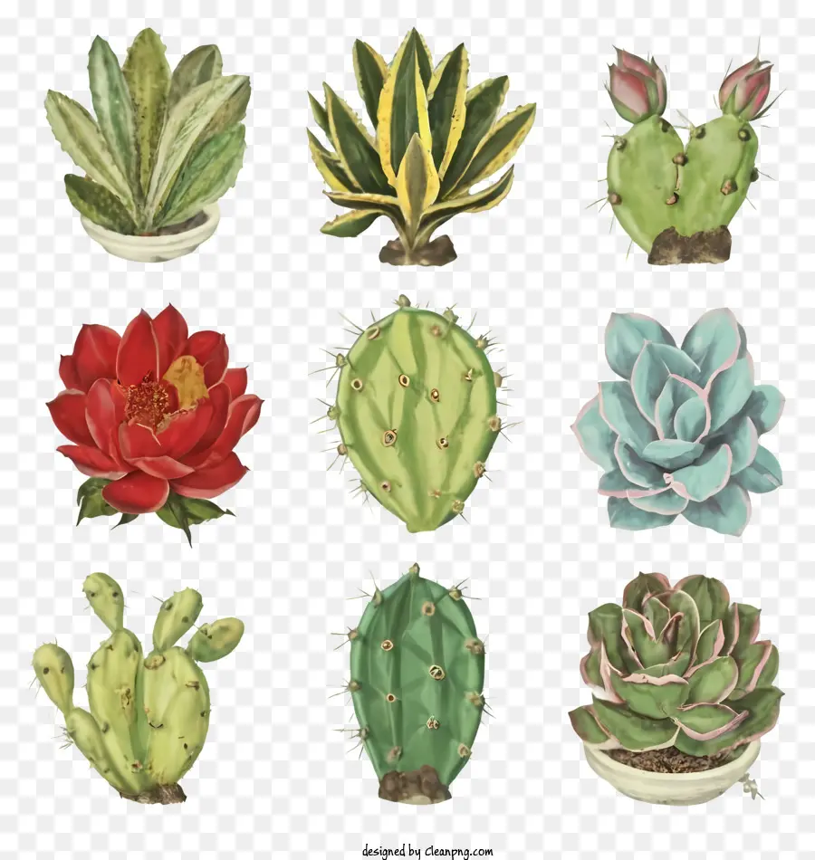 Plantas Suculentas，Potes PNG