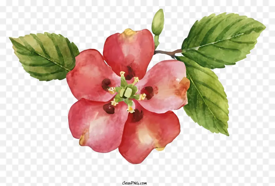Blossom De Maçã Vermelha，Pétalas Cor De Rosa PNG