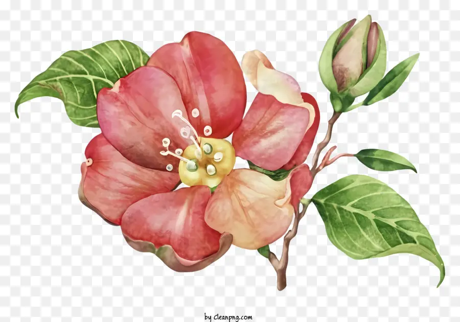 Flor De Maçã，Flor Rosa PNG