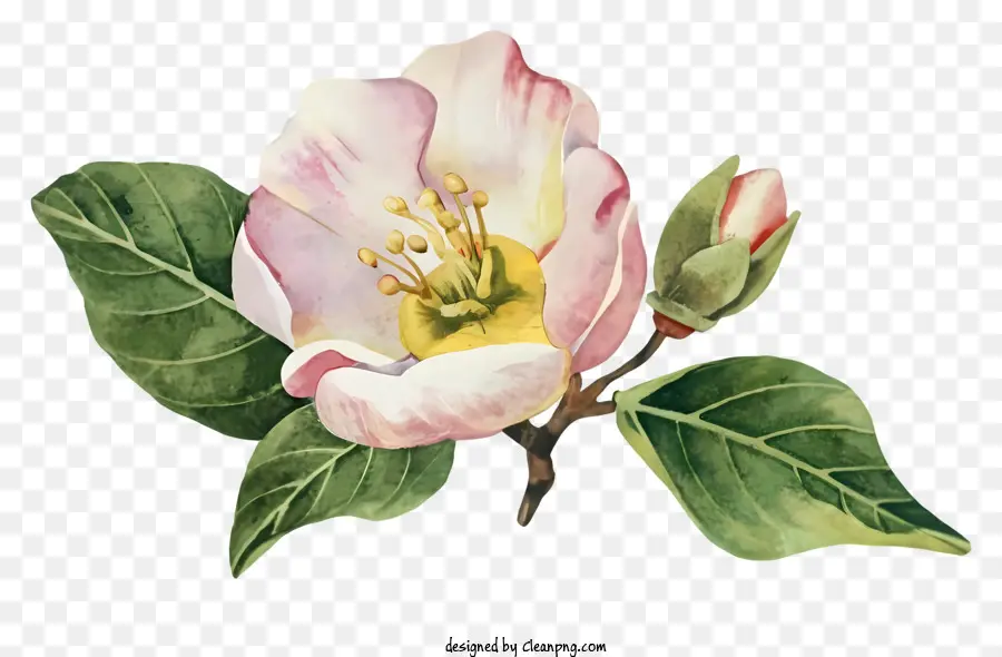 Apple Blossom，Flor Rosa PNG