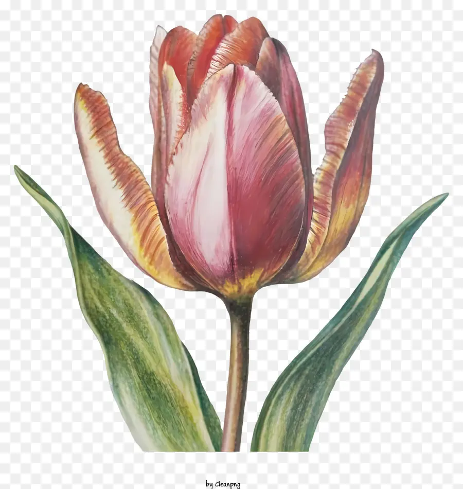 Rosa Tulipa，Plena Floração PNG