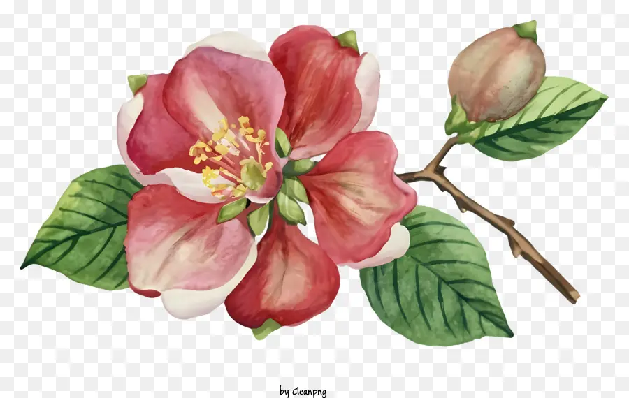 Blossom De Maçã Rosa，Ramo De árvore PNG