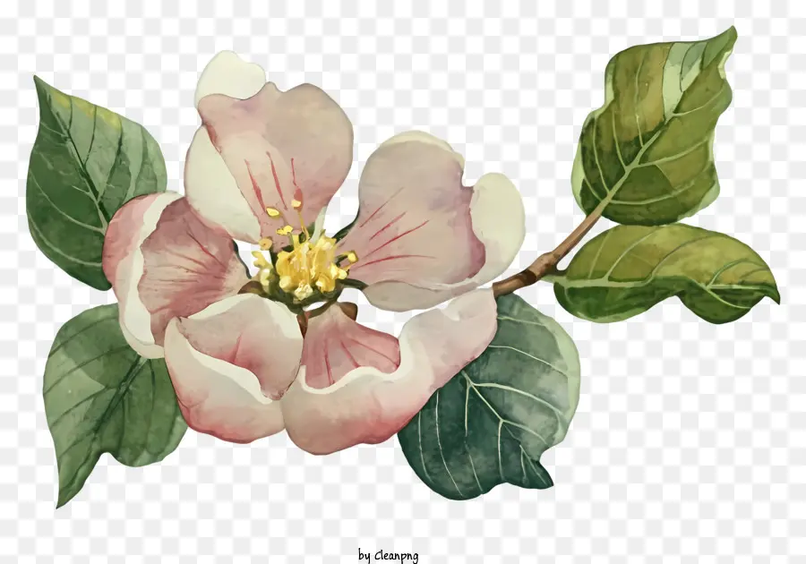 Blossom De Maçã Rosa，Pintura PNG