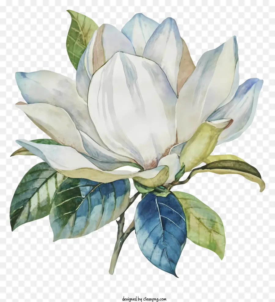 Pintura Em Aquarela，Flor Branca PNG