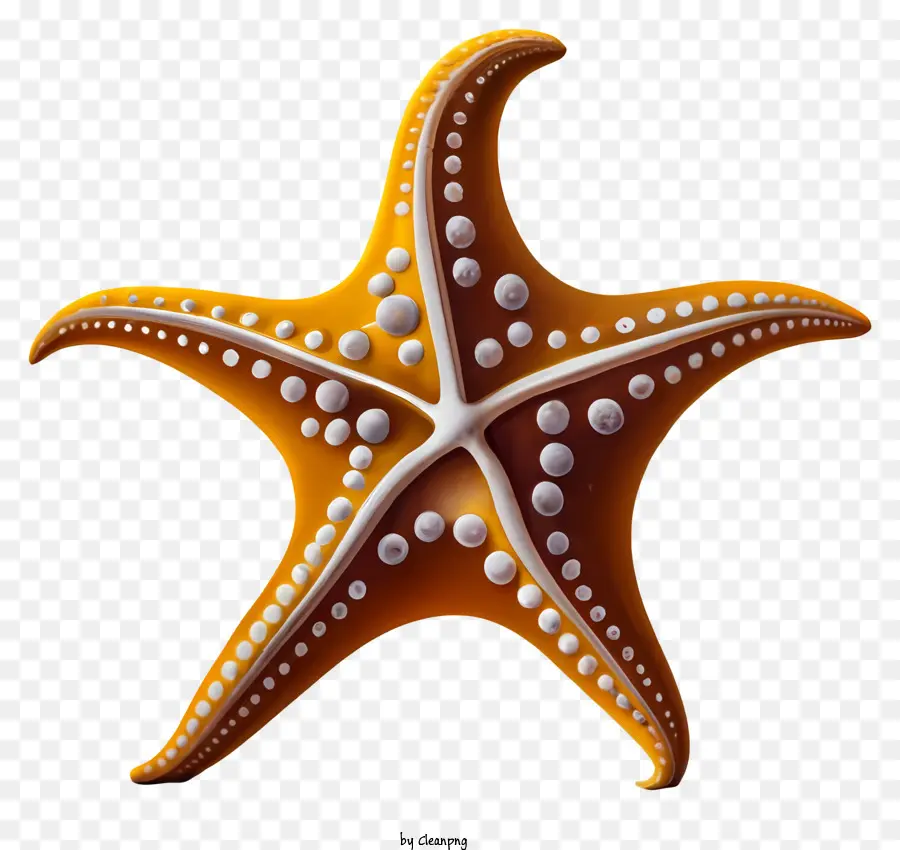 Estrela Do Mar Laranja，Estrelas Do Mar Branco PNG
