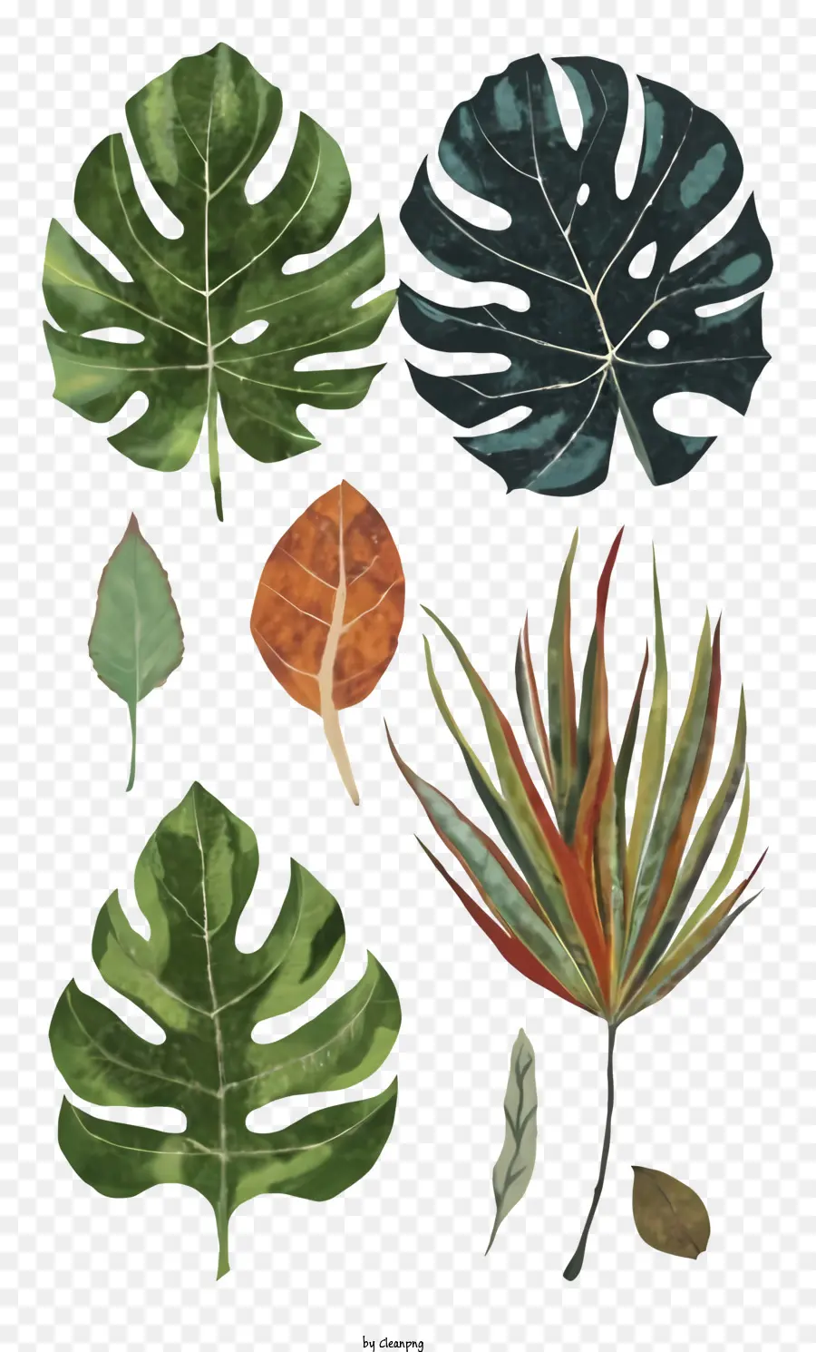 Plantas Tropicais，Folhas PNG