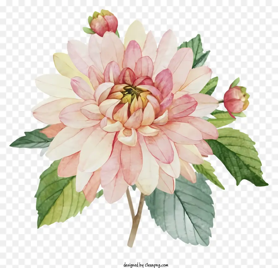 Pintura Em Aquarela，Flor Da Dahlia Pink PNG