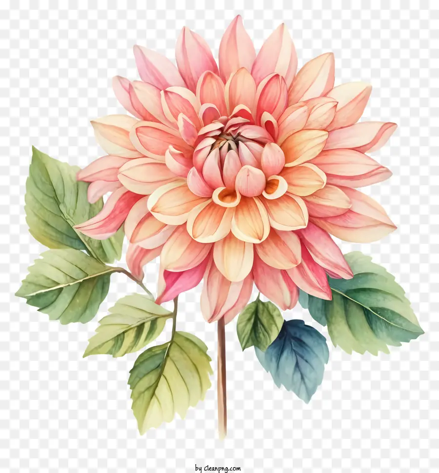 Pintura Em Aquarela，Flor Dahlia PNG