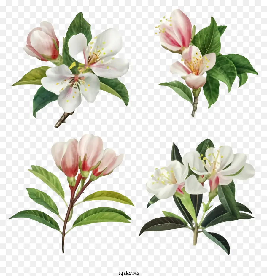 Apple Floresce，Buquê PNG