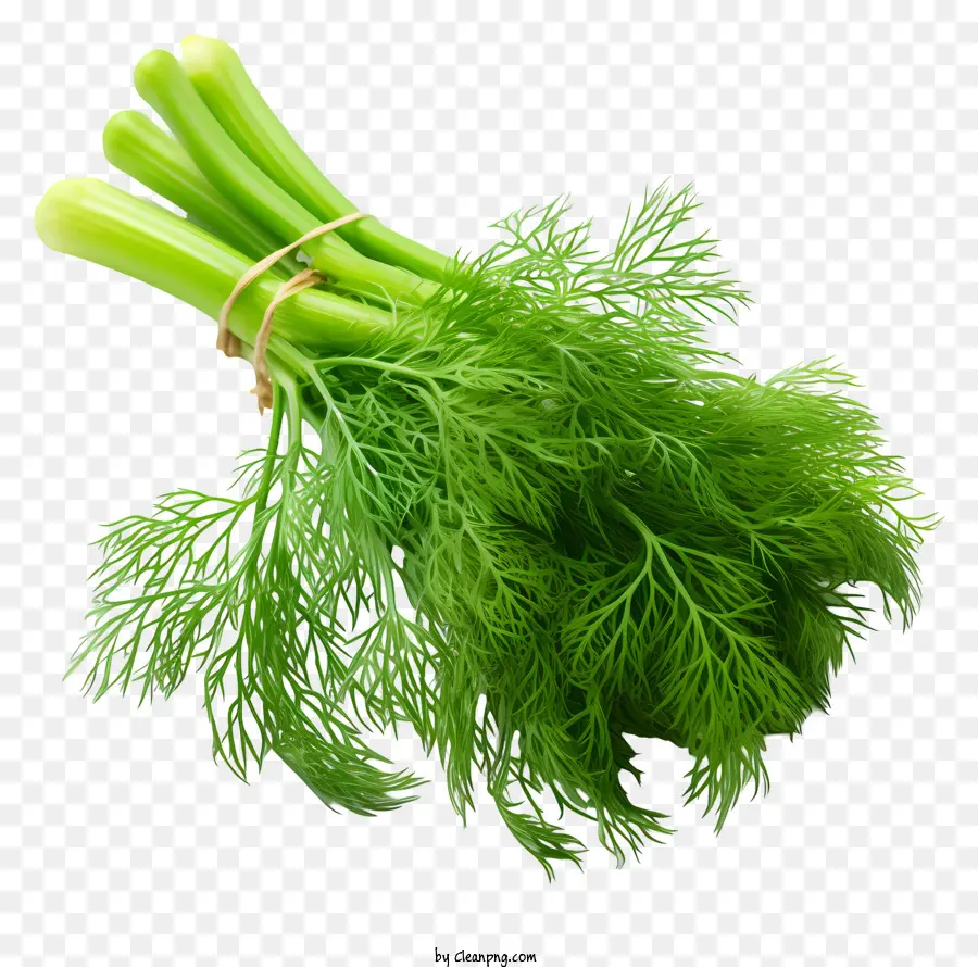 Plantas De Erva Doce，Fennel Fresco PNG