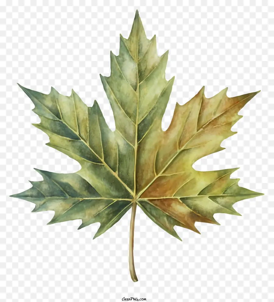 Com Base Na Descrição，Maple Leaf PNG