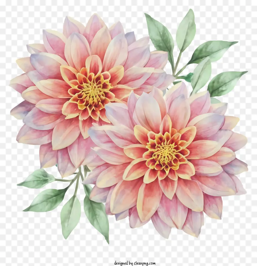 Flores De Dahlia Rosa，Blooming Dálias PNG