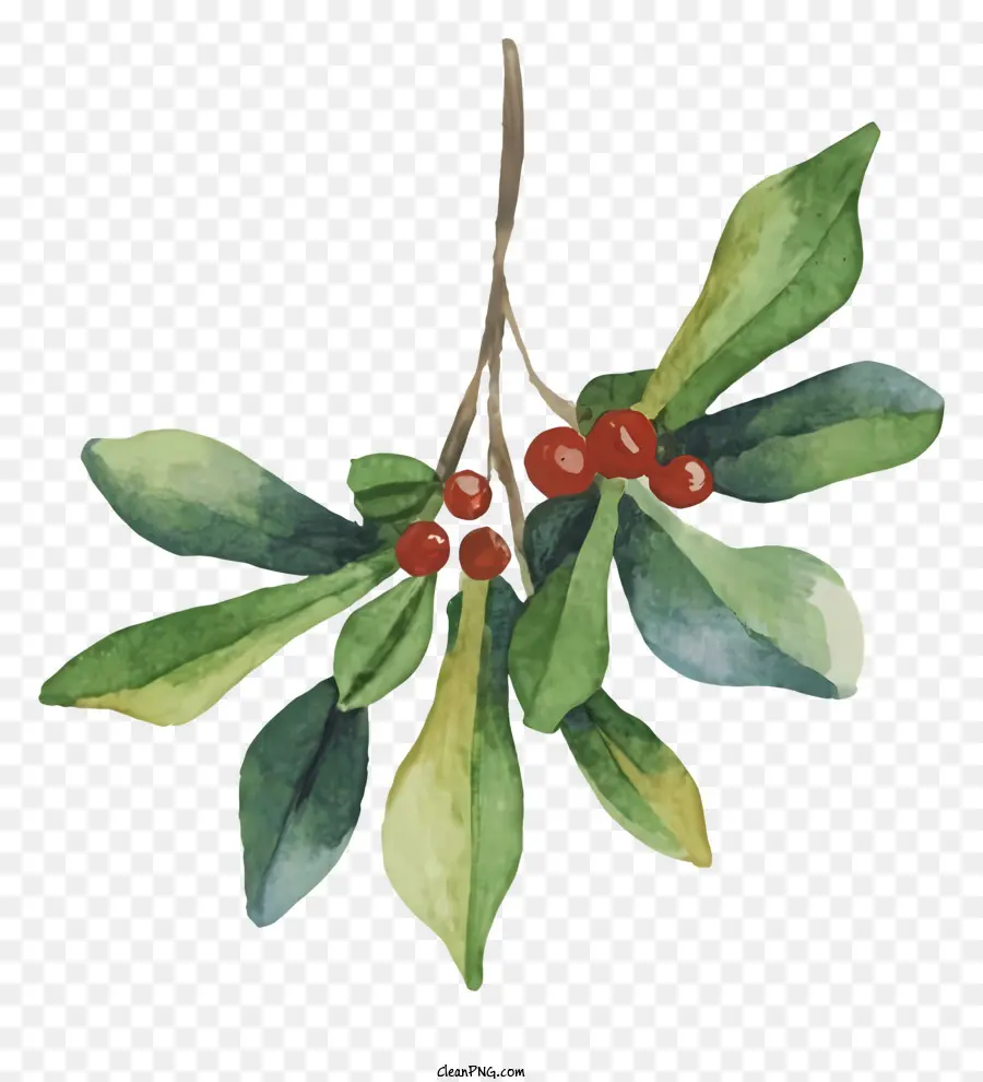 Pintura Em Aquarela，Holly Branch PNG