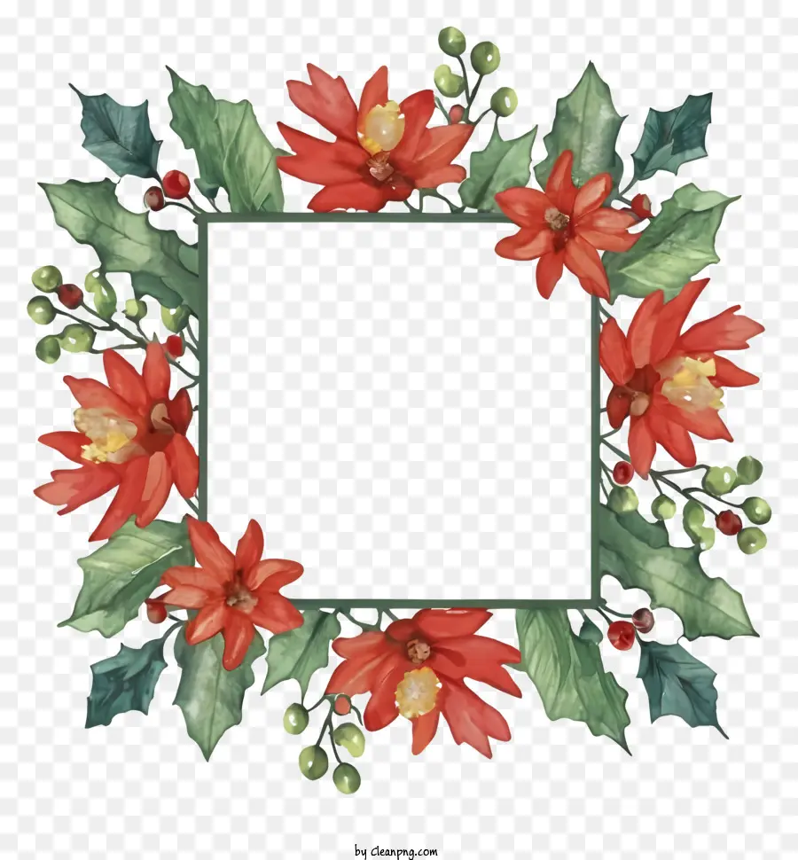 Pintura Em Aquarela，Red Poinsettias PNG