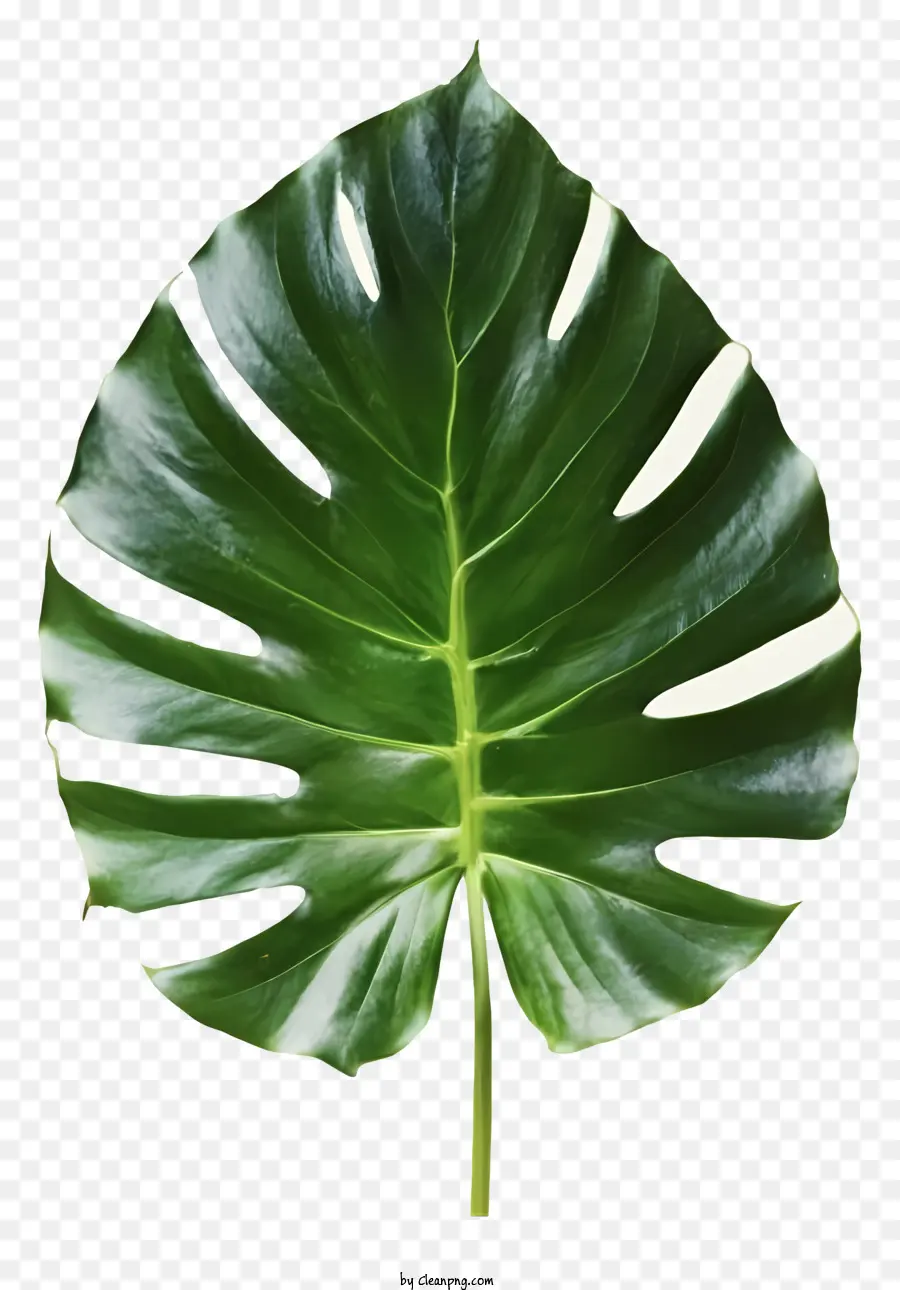 Planta De Folhas Verdes，Veias Na Folha PNG