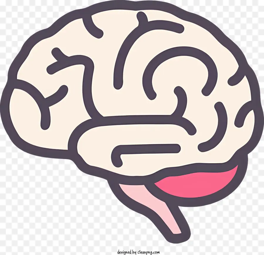 Anatomia Do Cérebro，Cérebro Humano PNG