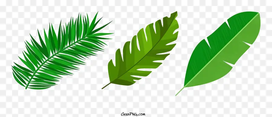 Folhas De Palmeira，Folhas Verdes PNG