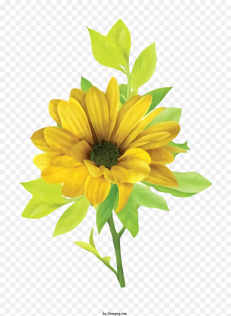 Amarelo Daisy，Folhas Verdes PNG