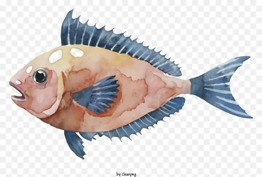 Peixe，Peixe De Boca Grande PNG