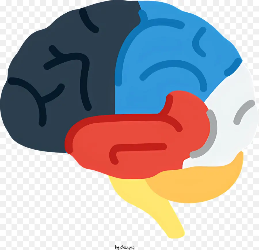Cérebro Humano，Sistema Nervoso PNG