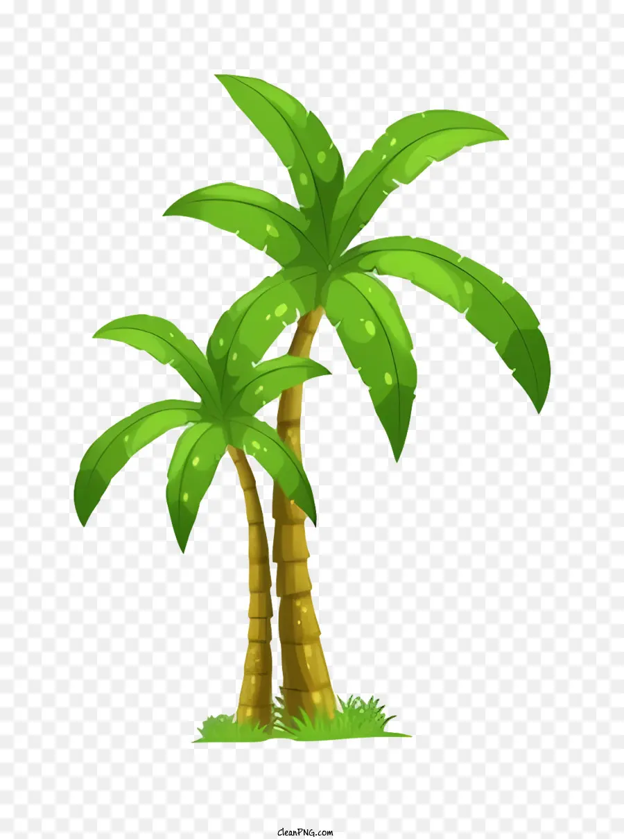 Palmeira Verde，Folhas Grandes PNG