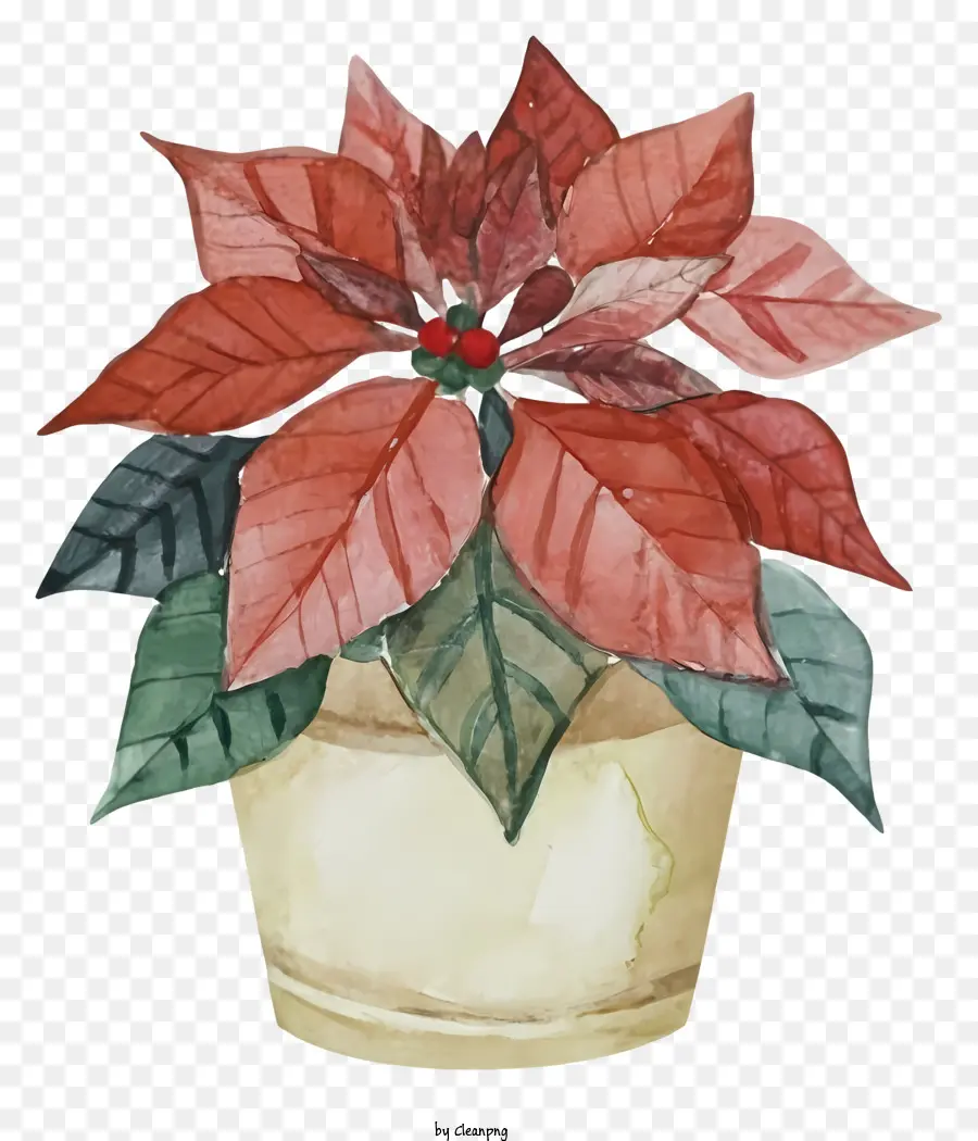 Planta De Natal Em Vasos，Folhas Vermelhas E Verdes PNG