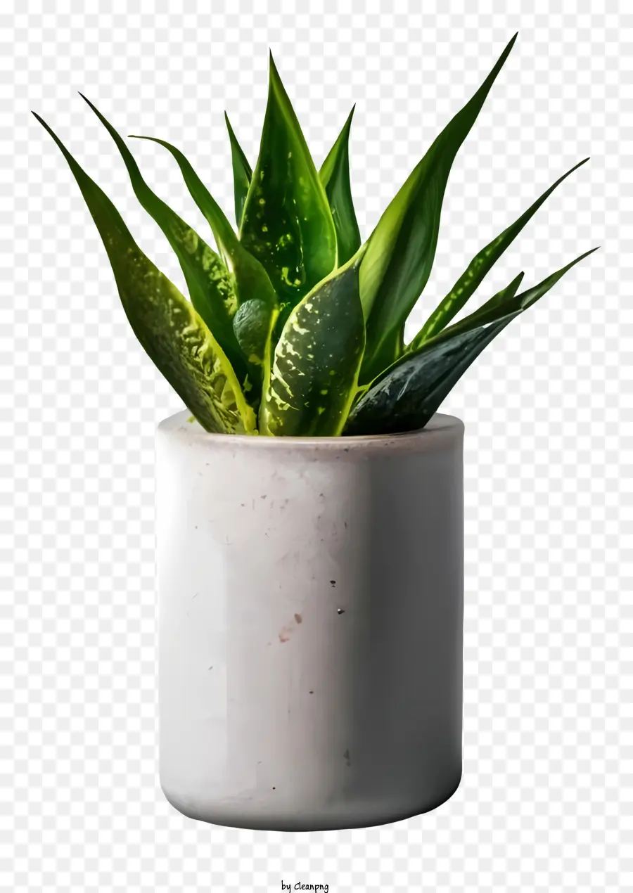 Planta De Casa，Decoração PNG