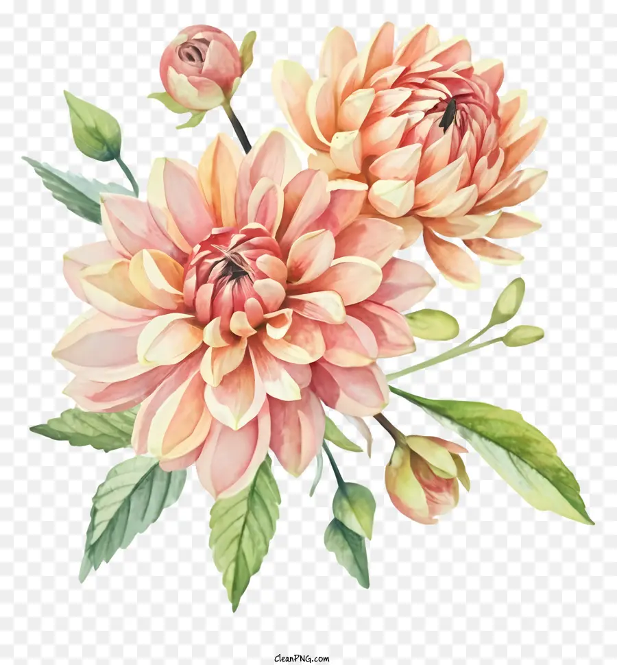 Flores De Dahlia Rosa，Arranjo Floral Em Cascata PNG