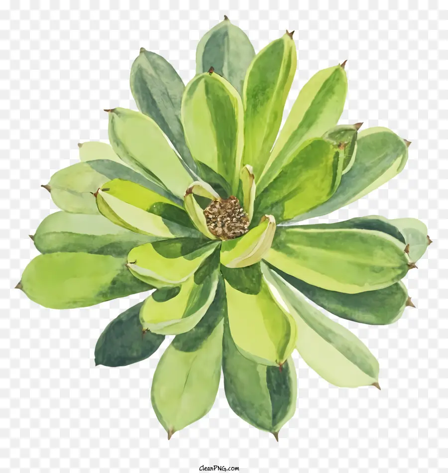 Planta，Frondosa PNG
