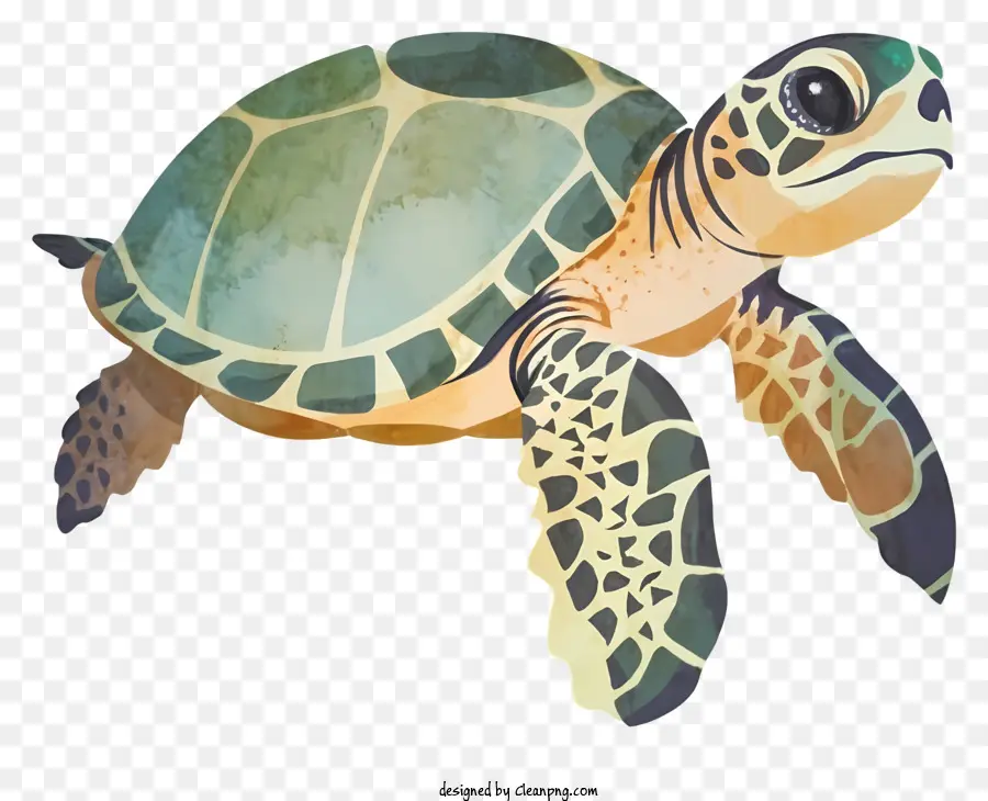 Turtle，Réptil Aquático PNG