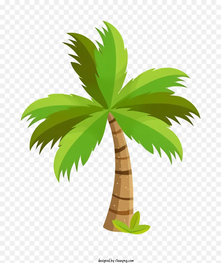 Palmeira，Planta Tropical PNG