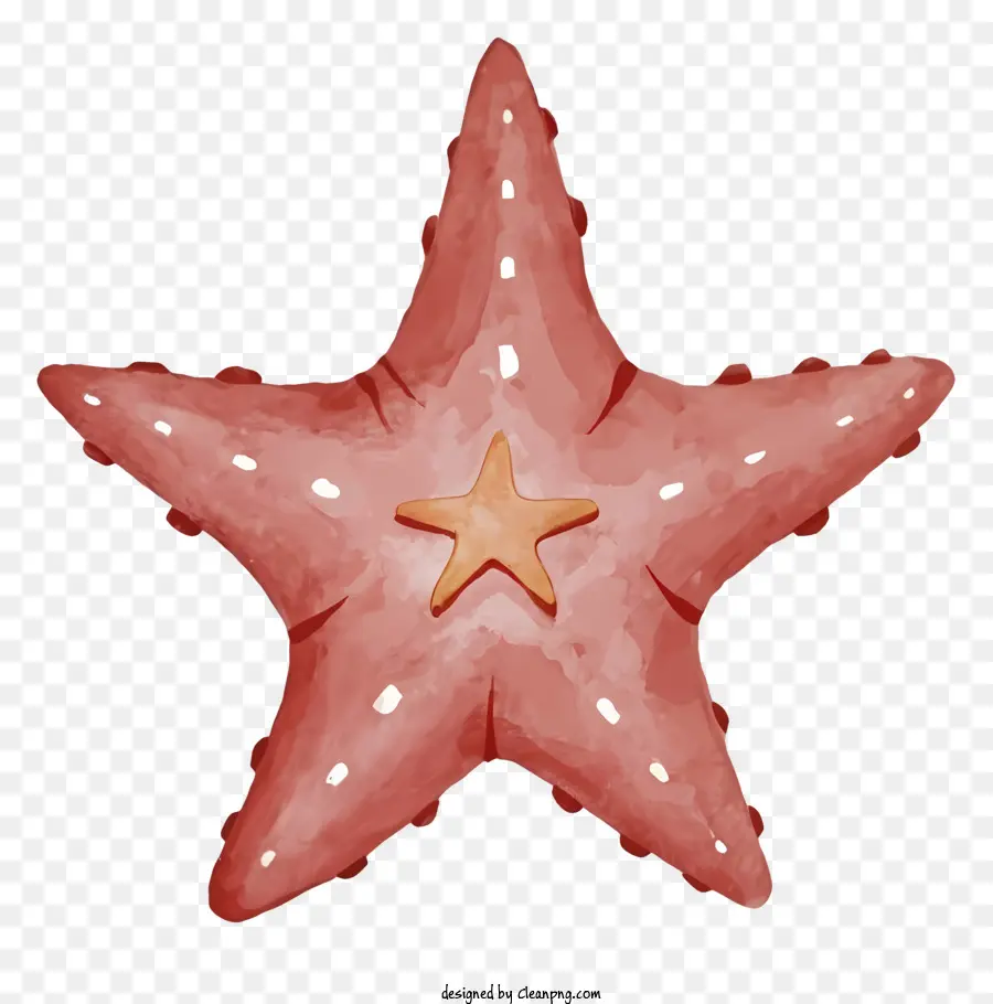 Estrela Do Mar Vermelho，Invertebrado Marinho PNG