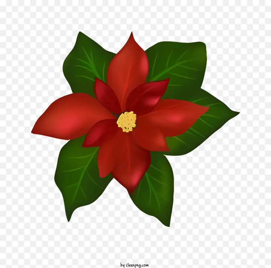Planta De Poinsettia，Flor Vermelha Da Poinsettia PNG