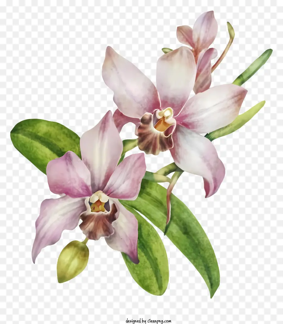 Roxo Orquídeas，Buquê PNG
