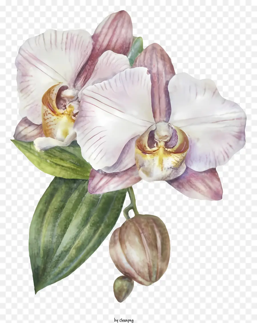 Cor De Rosa Orquídea，Orquídea Flores PNG