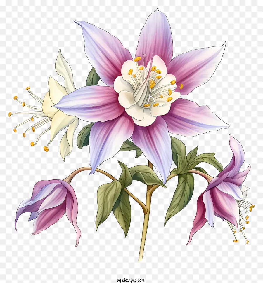 Flores Coloridas，Flor Branca PNG