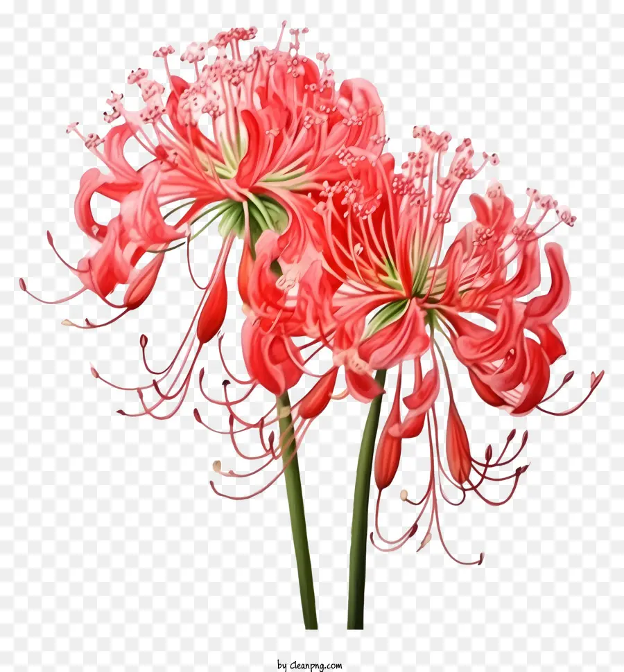 Flores Vermelhas，Hastes Longas PNG