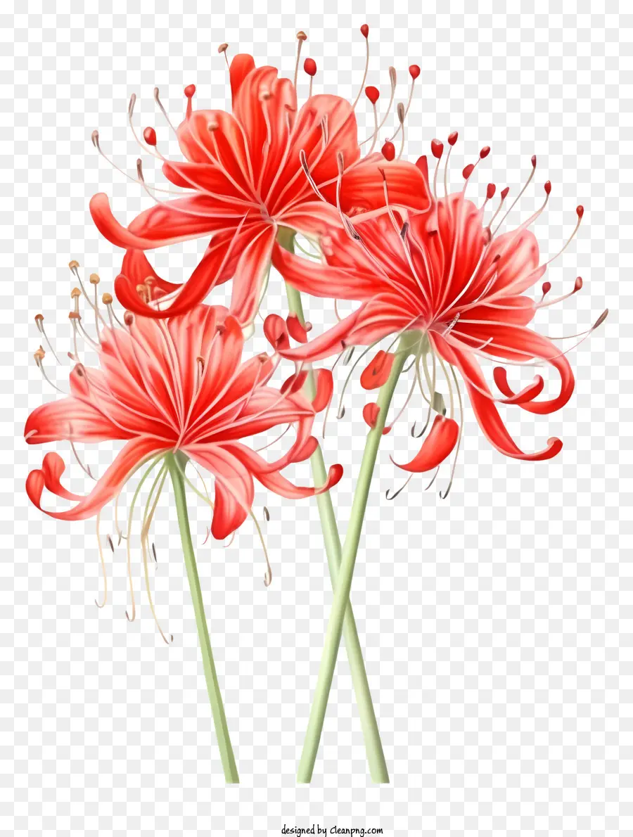 Flores Vermelhas，Pétalas Longas PNG
