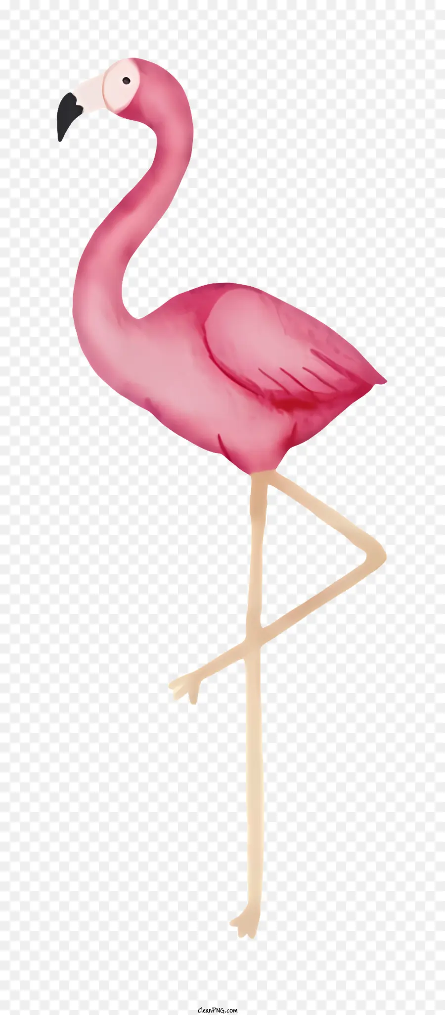 Cor De Rosa Flamingo，De Pé Sobre Uma Perna PNG