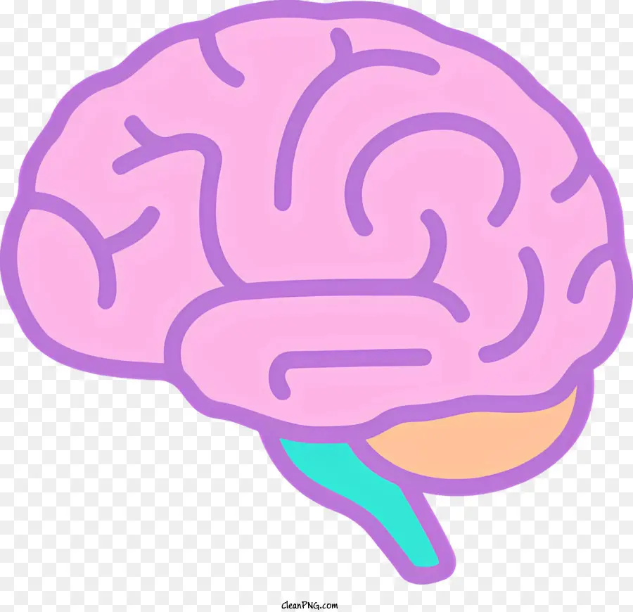 Anatomia Do Cérebro，Lobo Frontal PNG