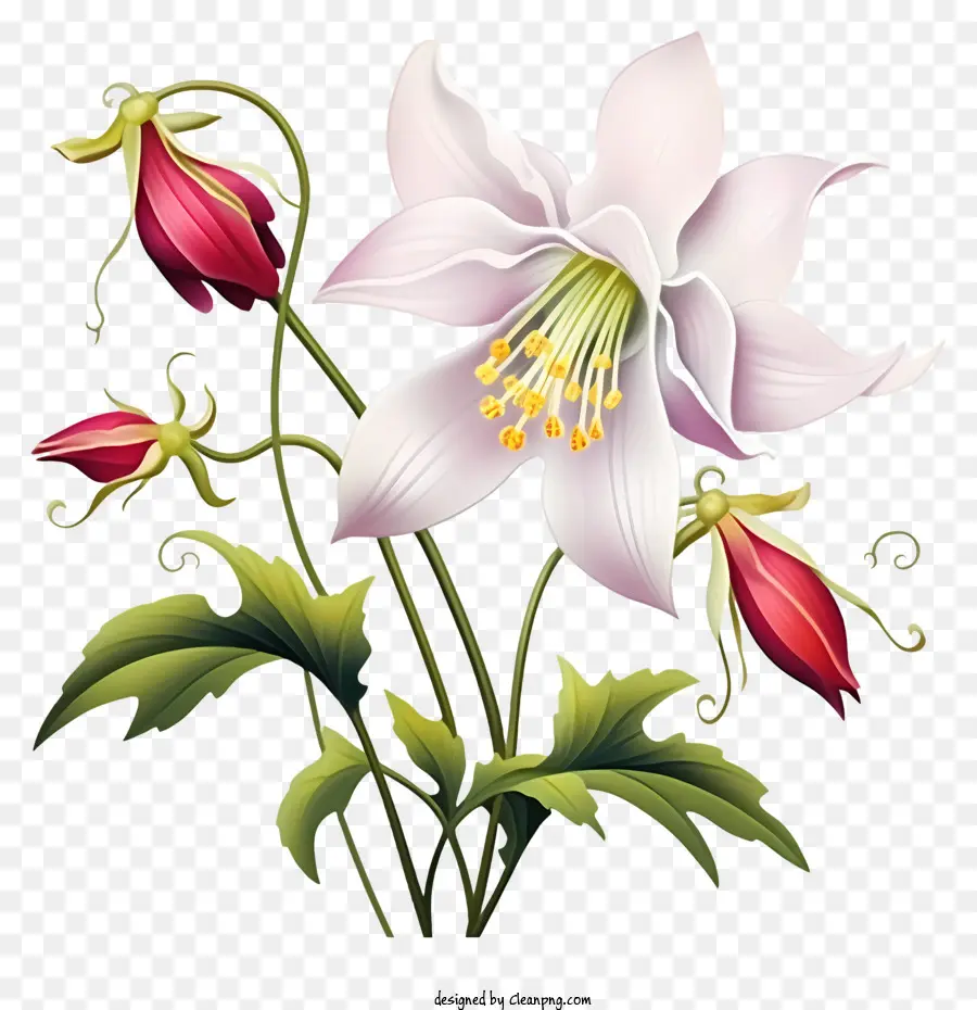 Lírio De Calla，Flor Branca PNG