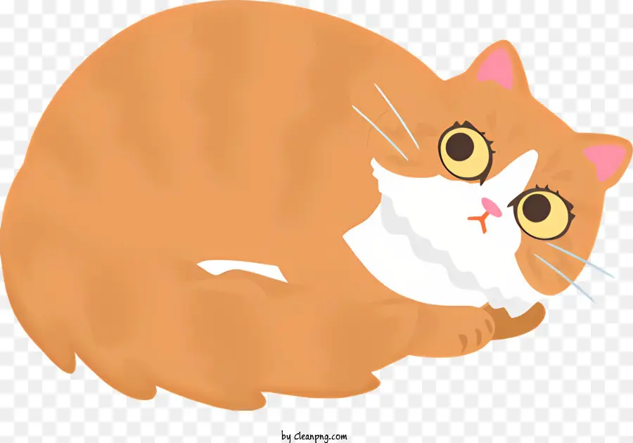 Gato Laranja，Gato PNG