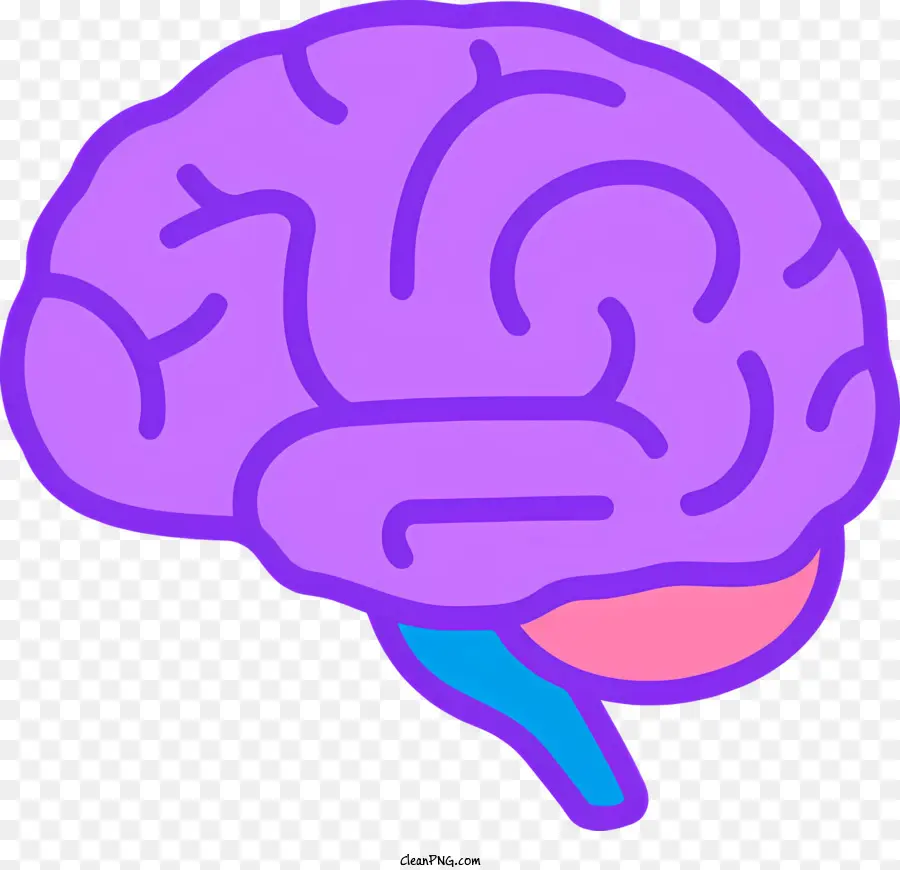 Silhueta Cerebral Humana，Cérebro Roxo PNG