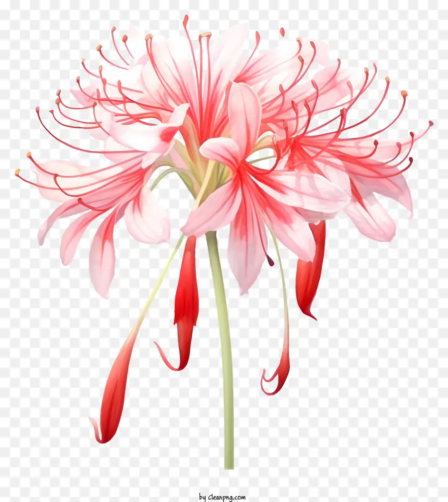 Flor Vermelha E Rosa，Flor Central Branca PNG