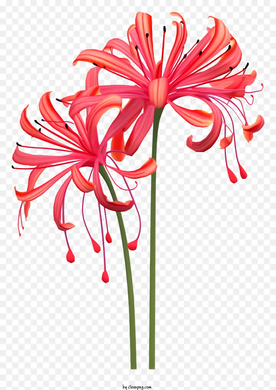 Flores Vermelhas，Flores Cor De Rosa PNG