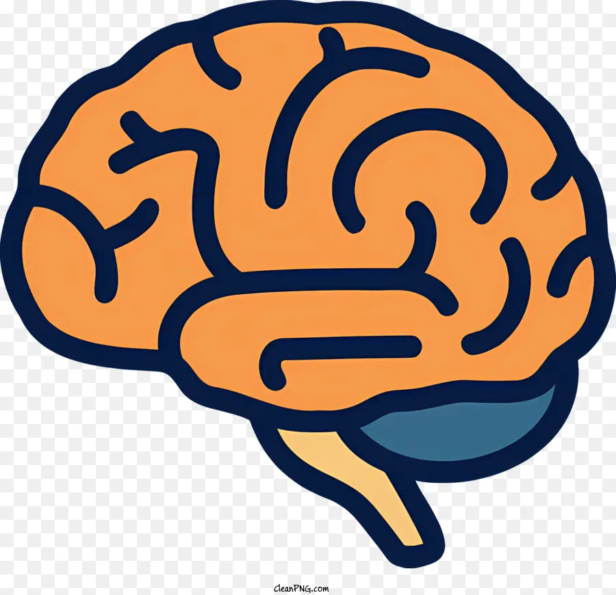 Cérebro Humano，Hemisfério Cerebral PNG